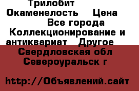 Трилобит Asaphus. Окаменелость. › Цена ­ 300 - Все города Коллекционирование и антиквариат » Другое   . Свердловская обл.,Североуральск г.